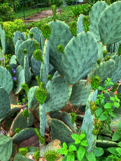 Nopales, Fairfax, 2020.I posted a photo of these cactus with buds, thinking they were flower buds. I