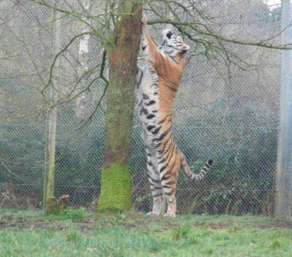 sixpenceee:Siberian tigers can grow up to 11 feet in length. 