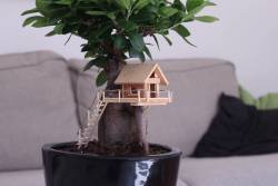 awwww-cute:  A tiny treehouse for my Bonsai