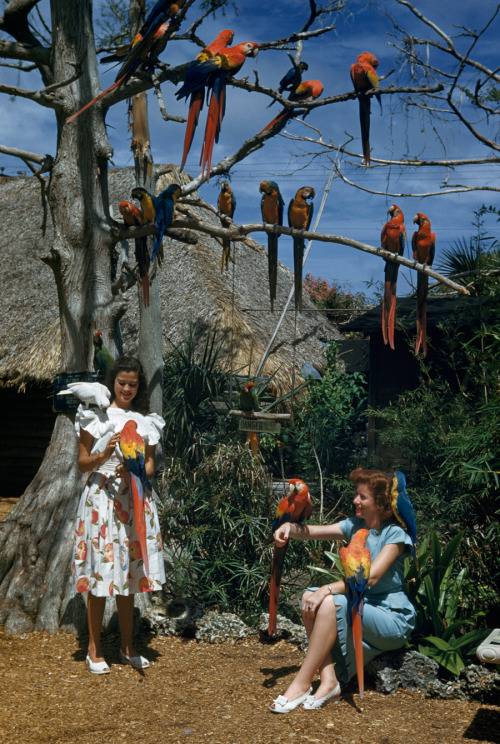natgeofound:Parrots perch in tree branches and on arms and shoulders of visitors in Miami, November 