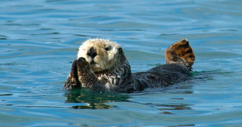 zsl-edge-of-existence:Sea otters only became strictly marine/aquatic animals around two million year