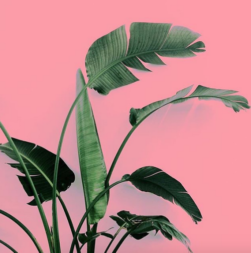 passivites:Plants on pink