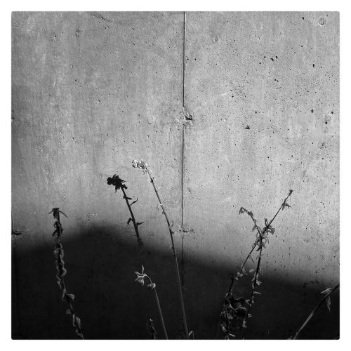 #concrete #concretejungle #concretelife #flowers #plants #city #bnwphotography #bnw_captures #bnwmoo