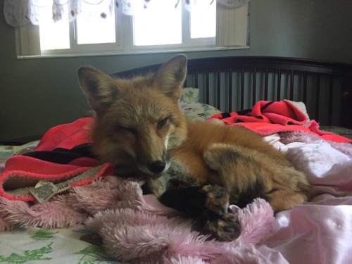 favourablefox: only the cutest red fox in the world (besides kodathefox obvs) What a sweet little fo