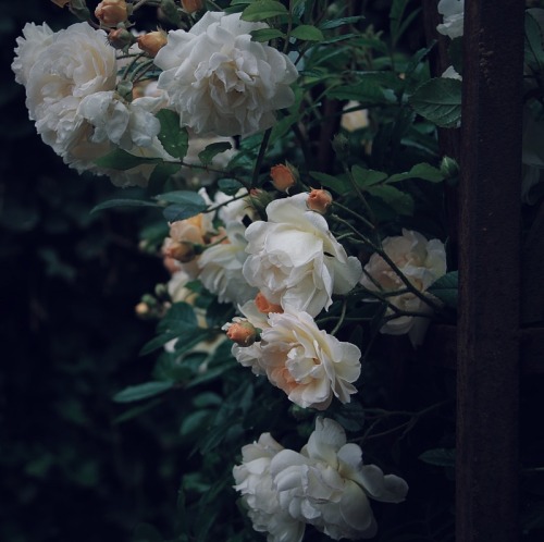 floralls:by dromelot