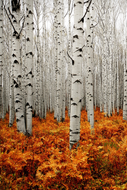 mymountainsoul:  ericballard:  expressions-of-nature:  Aspen Forest by: Chad Galloway  Love me some aspens. Thankfully Manitoba is filled with em  Aspens!!!! 