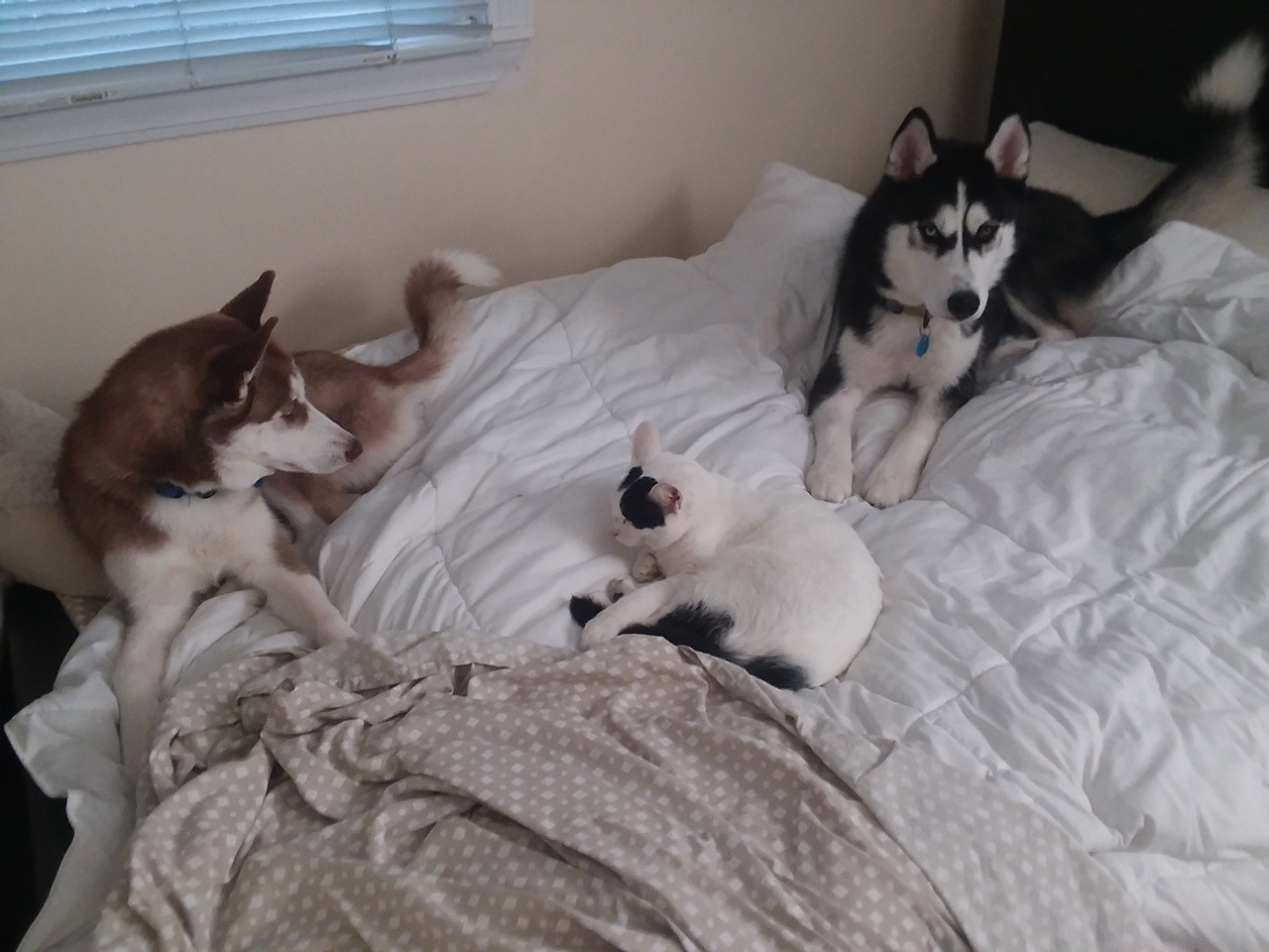 huskerpuppers:  Local huskies won’t leave house cat alone.