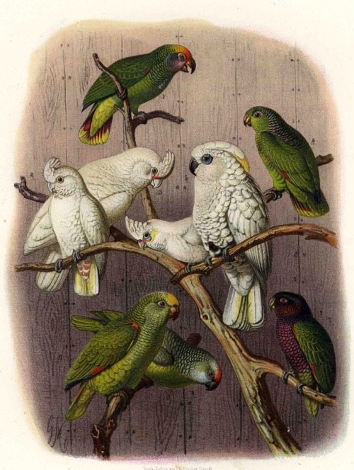 Gustav Mützel, Illustration of Parrots, i.e. Cockatoo, Amazon parrots, 1878. From the book of Anton 