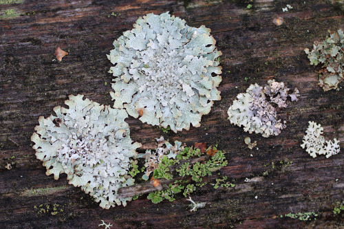 Lichens/lavar on a dead tree trunk.  