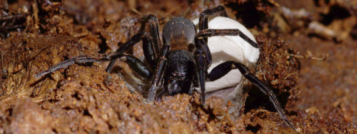 Here&rsquo;s the big vagrant spider (Uliodon Spp.) that was under the same log as the peripatus from