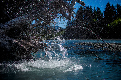 every year I hit a new national park as a goal.Olympic National Parkstill have yet so much to still 