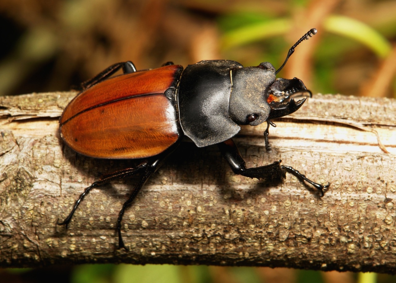 sinobug:  The TOP TEN BEETLE images taken in 2015 and posted to itchydogimages on
