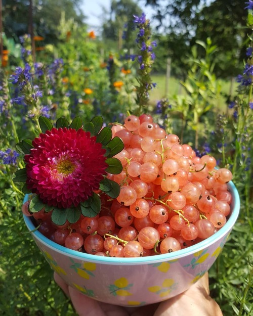 eyeheartfarms:Pink currants are so beautiful