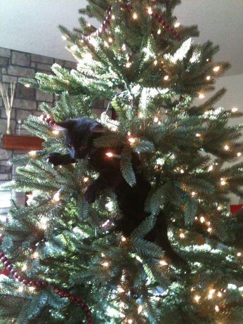 catsbeaversandducks:  “Wreck the tree and blame the doggie… Fa la la la la la la la laaaa!…” Photos via >^..^< in a Christmas Tree 