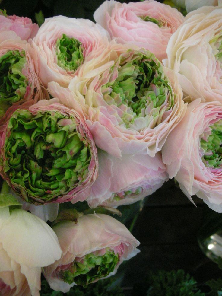 flowersgardenlove:  ~Ranunculus Beautiful gorgeous pretty flowers 