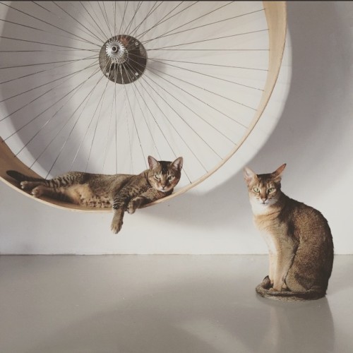 I think my #cat would love me forever if I got her this #handmade #wheel by @holindesign #handcrafte