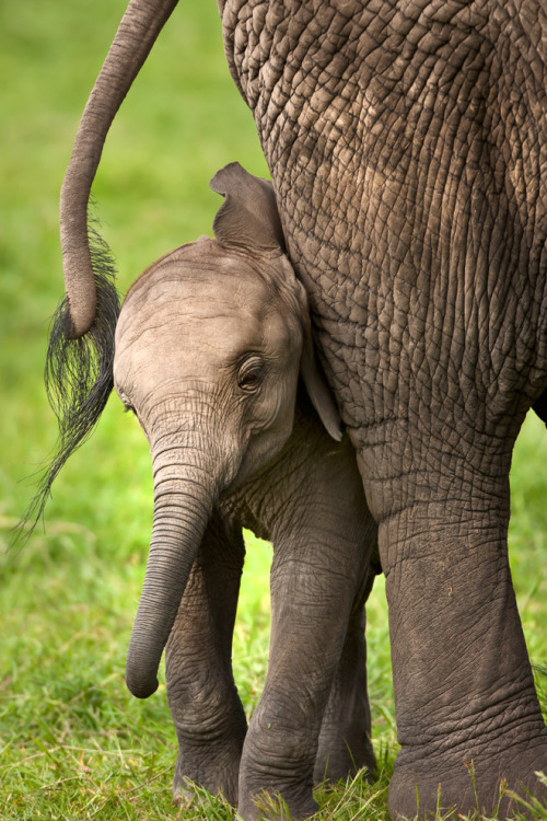 unwrittennature: African Elephant 8by ~catman-suha