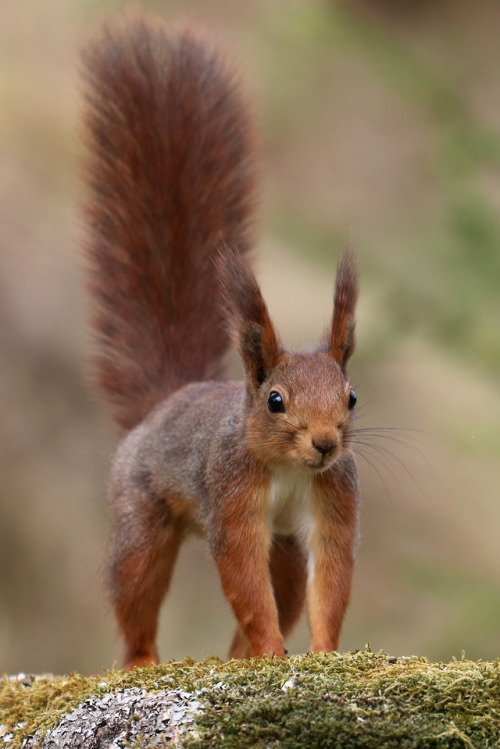 Red squirrel/ekorre.