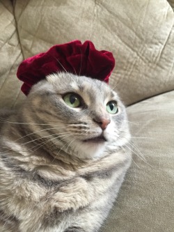fefairytales:  mostlycatsmostly:  my cat, Dipper, wearing a scrunchie on her ears (submitted by scuba2000)  it may just be me but.. 