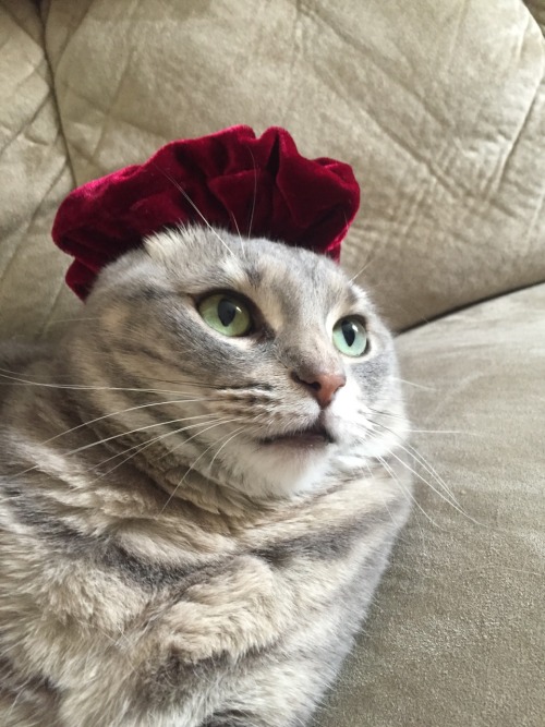 my cat, Dipper, wearing a scrunchie on her ears(submitted by scuba2000)