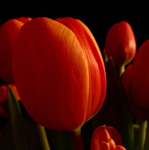 nimbuscat: Night Tulips photo: Colleen Neff 