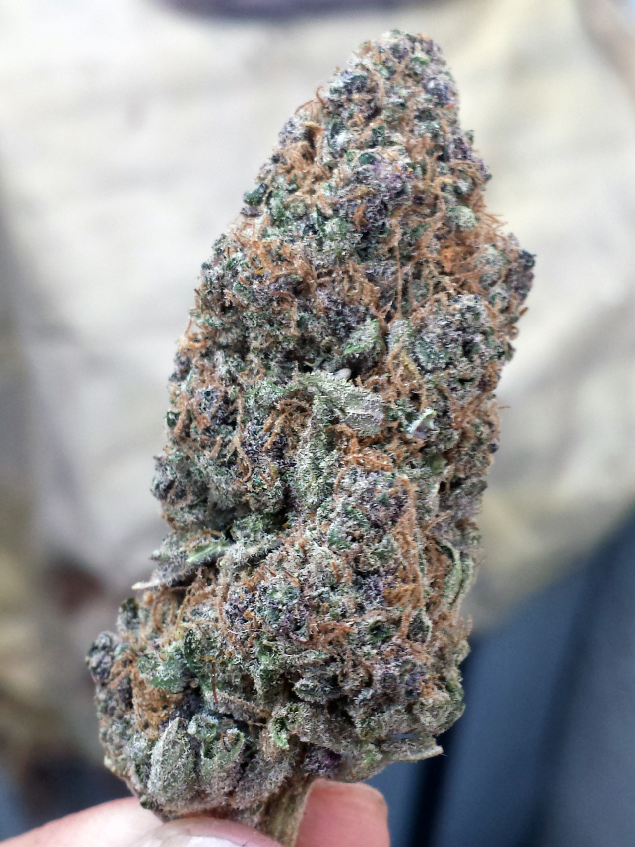 caliweeed420:  realdank:  caliweeed420:  2 Gram nug  omg beautiful   very beautiful