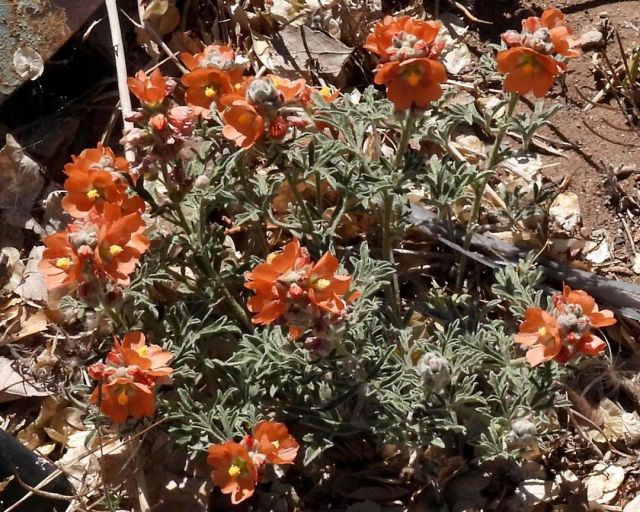 Scenes From My Walk - Scarlet  Globemallow - Wildflower Of The Desert Southwest   #ScenesFromMyWalk #ScarletGlobemallow #Wildflower #Globemallow #NewMexicoWildflowers #Naturalist (at Agua Fria, New Mexico) https://www.instagram.com/p/CdwO1ChPr45/?igshid=NGJjMDIxMWI= #scenesfrommywalk#scarletglobemallow#wildflower#globemallow#newmexicowildflowers#naturalist