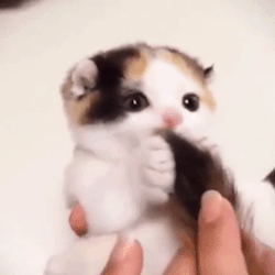 @dollybeagle Asked: Boards You Say?? Could You Make A Cat Related Stimboards With Paw-kneading, With