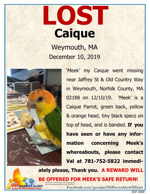  LOST: CAIQUE “Meek”, Jaffrey ST & Old Country Way, Weymouth, Norfolk county, MA 02188