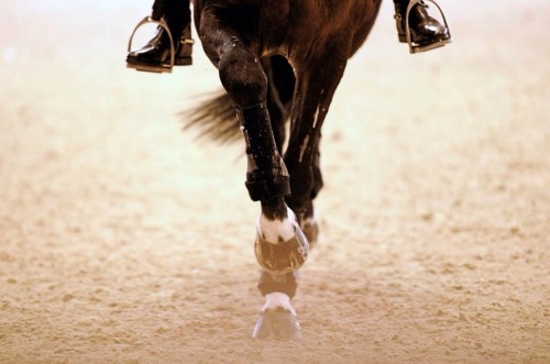 we-ride-like-a-pro: Passage Credit to FEI