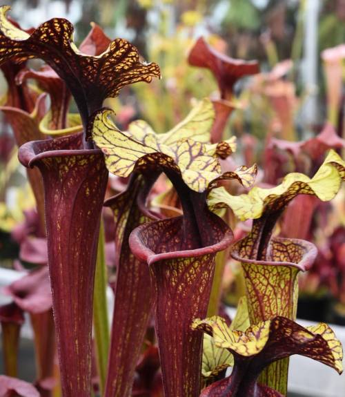 jeremiahsplants:A spectacular Sarracenia from @hampshirecarnivorousplants,  Matt do you know the ID 