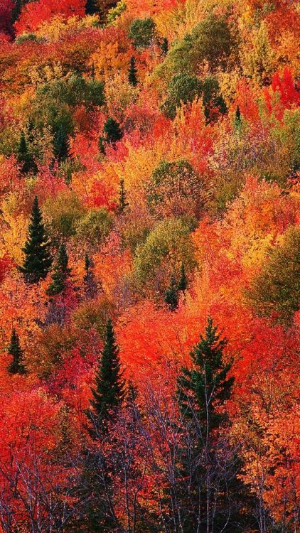 dayum-wallpaperstho:even though there’s no autumn in where i live, i still love seeing these picture