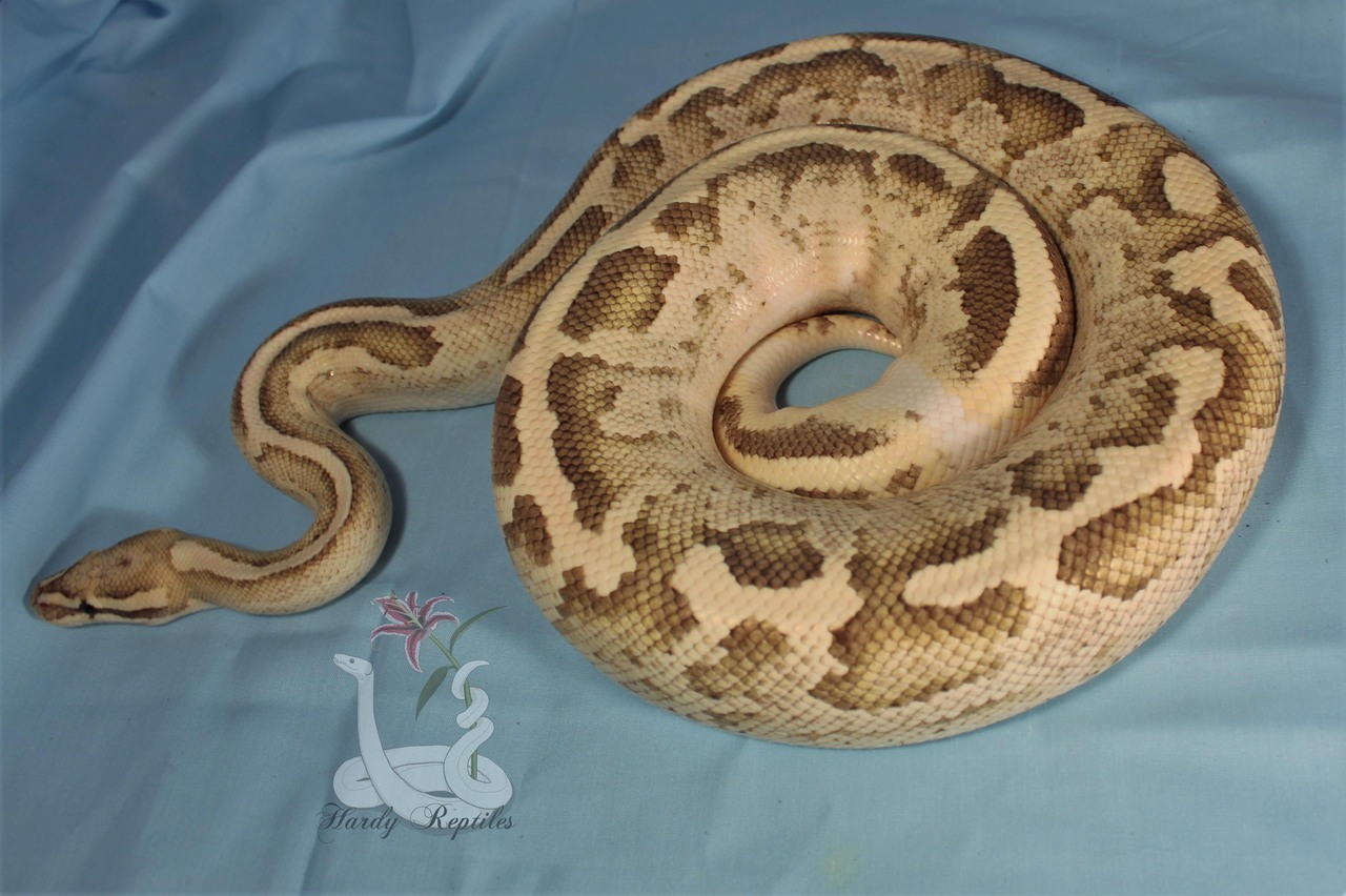 i-m-snek:Rhea is a pain in the butt during photoshoots. But at least he’s cute
