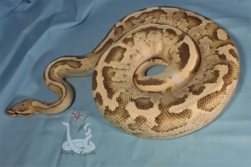 Porn i-m-snek:Rhea is a pain in the butt during photos