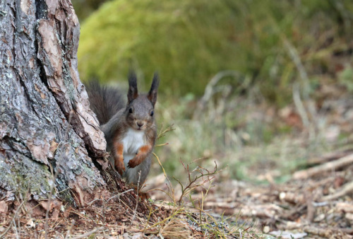 Sightings on an April afternoon walk: a red squirrel/ekorre, a song thrush/taltrast and a roe dear.