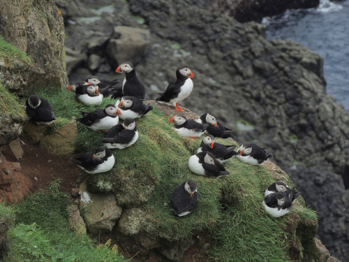 chalkandwater:More puffin picsMykines, Faroe Islands