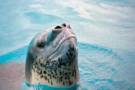 Dumb Post About Leopard Seals adult photos