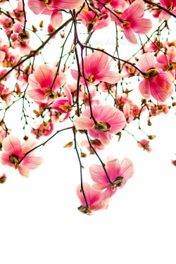 blooms-and-shrooms:   	Magnolia by Lisa Shen
