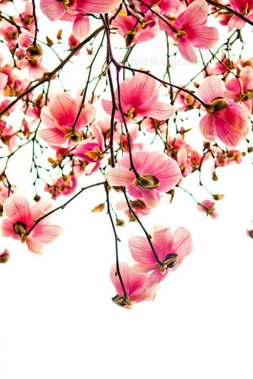 blooms-and-shrooms:   	Magnolia by Lisa Shen porn pictures