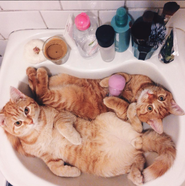 lattergaysaint: organicandhappy:  lord–swoledemort:   catsbeaversandducks:  “Let’s