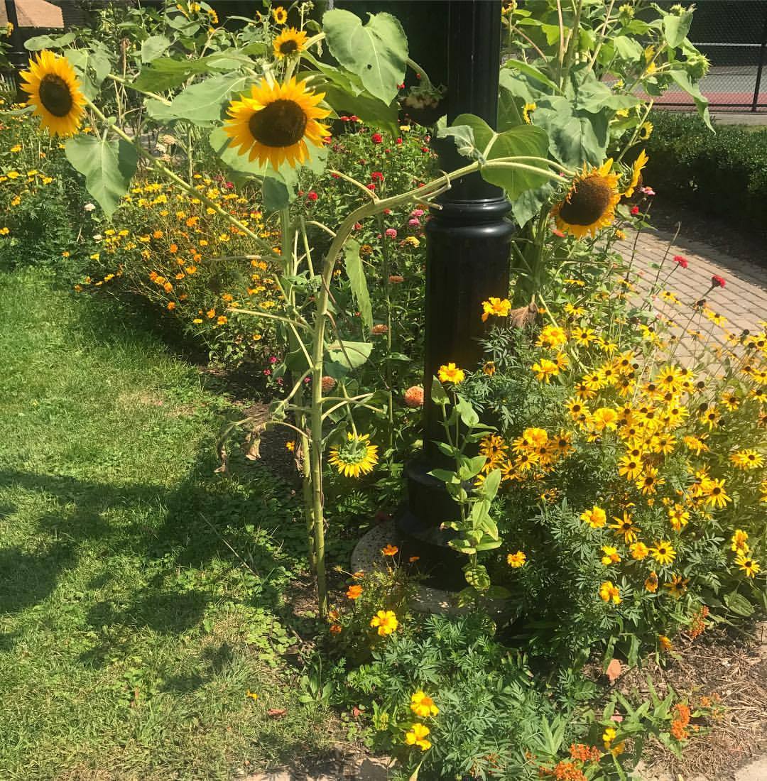 🌻🌼 #justhipsterthings  (at Verona Park)