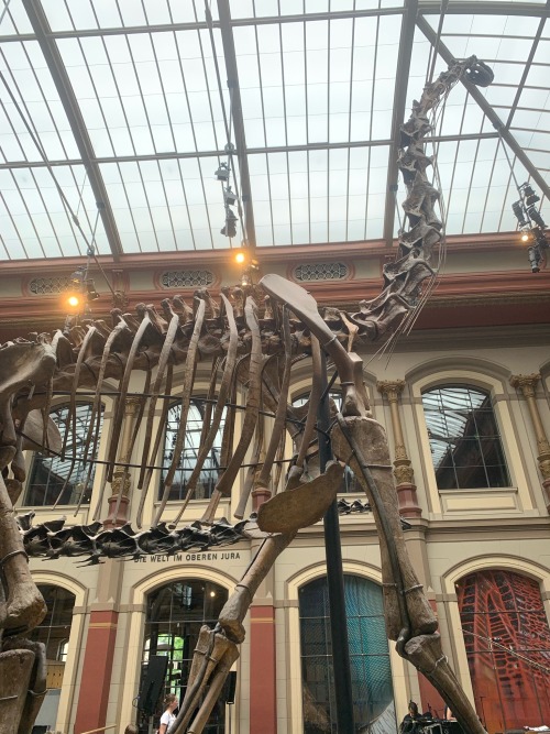 Saw The Largest Mounted Dinosaur Today :3 - Its A Brachiosaurus In The Naturkunde Museum In Berlin