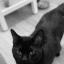 gigiandfencatcafe