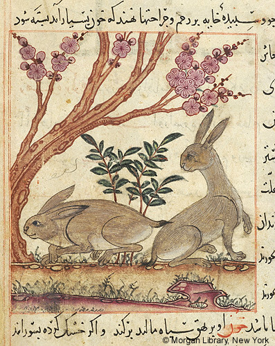 two hares under flowering tree