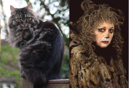 Jelicle Cats As Real Cats! The Queens