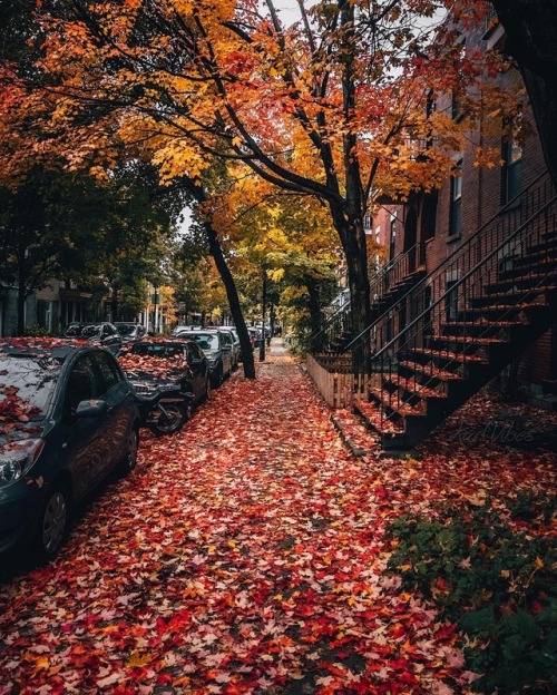 autumncozy:By karlvibes Plateau Mont-Royal