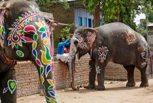 A mahout paints his elephant on the eve of the annual Rath Yatra outside the Jagannath temple in Ahm