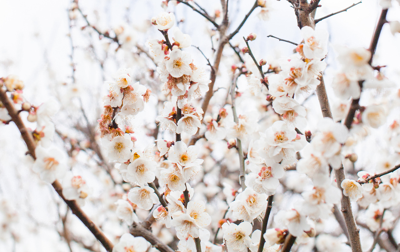 <p>Sometimes it is fun to take a different look at what the subject might be. Is it the blossoms in focus or the design element? And what is proper exposure anyway?</p>