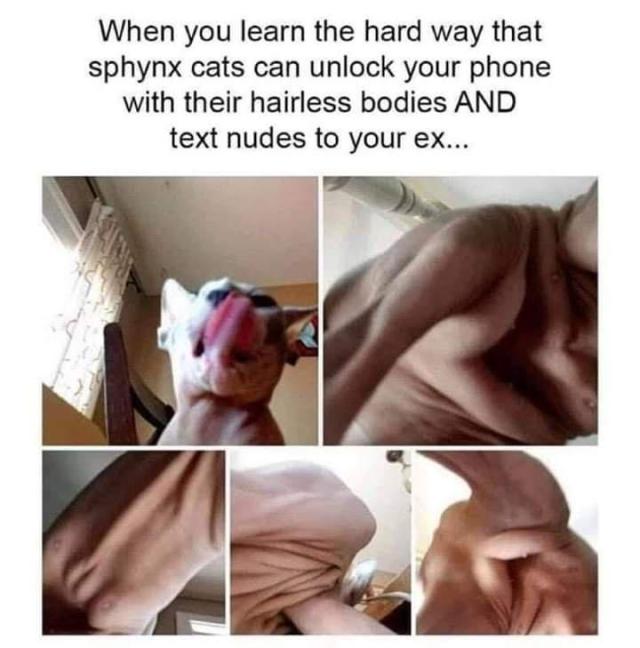 memewhore: porn pictures