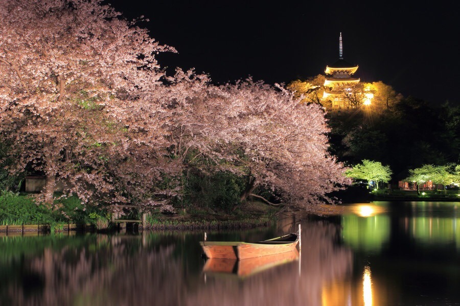 zekkei-beautiful-scenery:  Cherry blossoms in Japan  Sakura is a part of Japanese